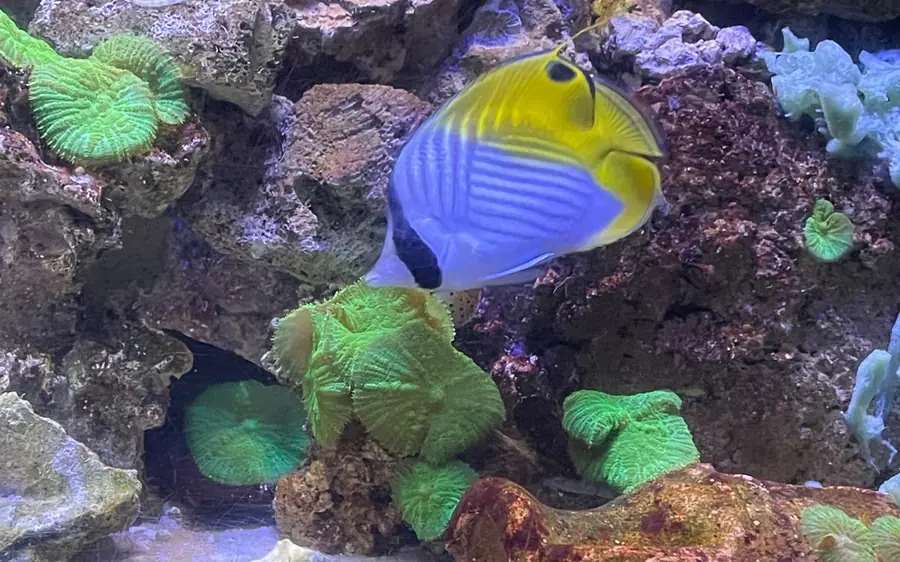 Ein gelb-blauer Falterfisch zwischen Korallen in einem Aquariumbecken